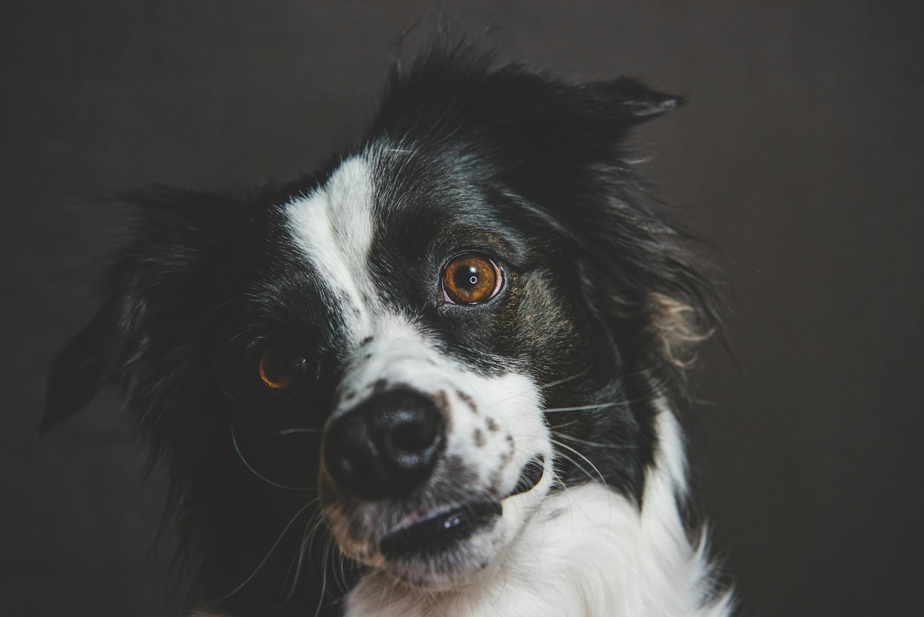 Zbliżenie na zapatrzonego w dal psa rasy border collie